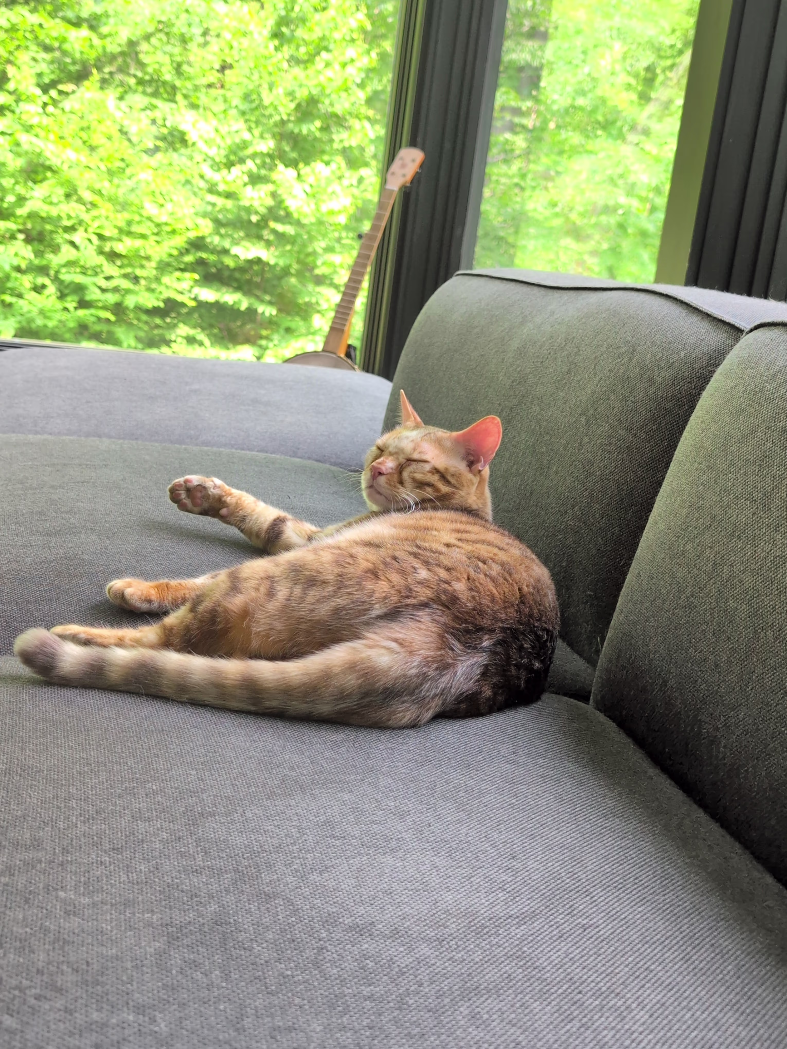 Cute cat Coco