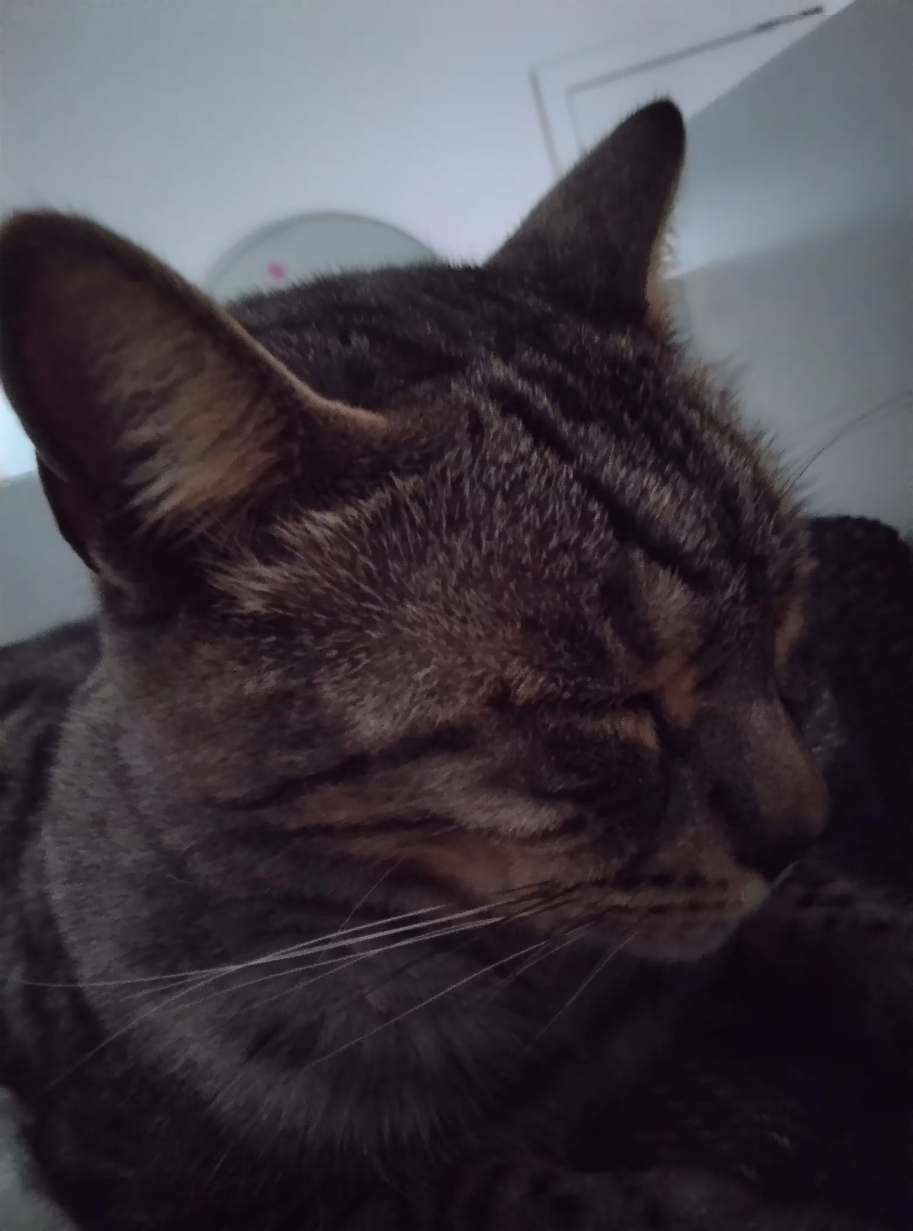 Cute cat Ravi